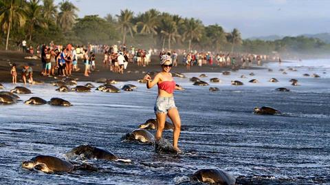 Selfie z ciężarnymi żółwiami. Dantejskie sceny na kostarykańskiej plaży