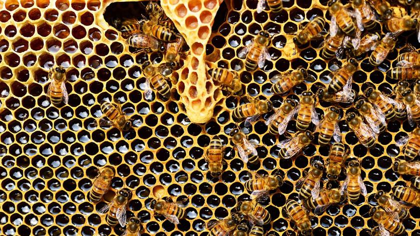 Projekt "Tradycyjne bartnictwo ratunkiem dzikich pszczół w lasach"