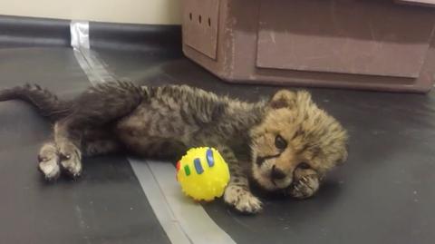 Mały gepard został porzucony przez matkę