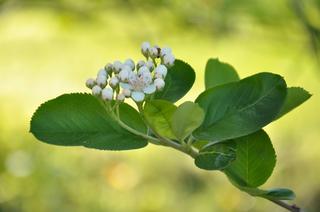 I zakwitła Aronia 