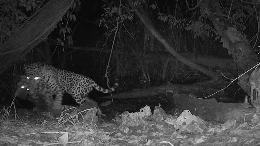 Rzadkie nagranie pokazujące atak jaguara na ocelota