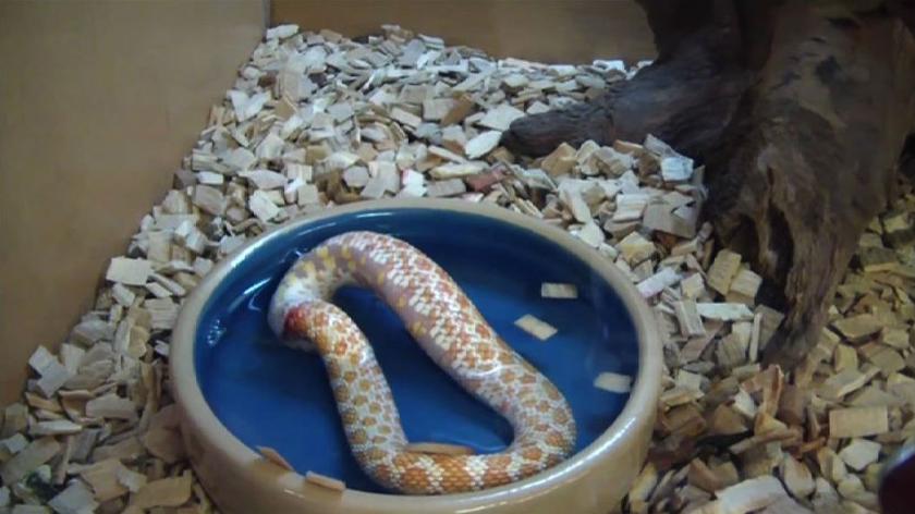 Wąż zjada samego siebie w sklepie zoologicznym