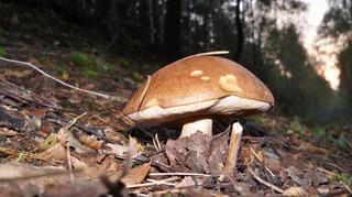 Koźlarz
Puszcza Bydgoska 
29.09.2014