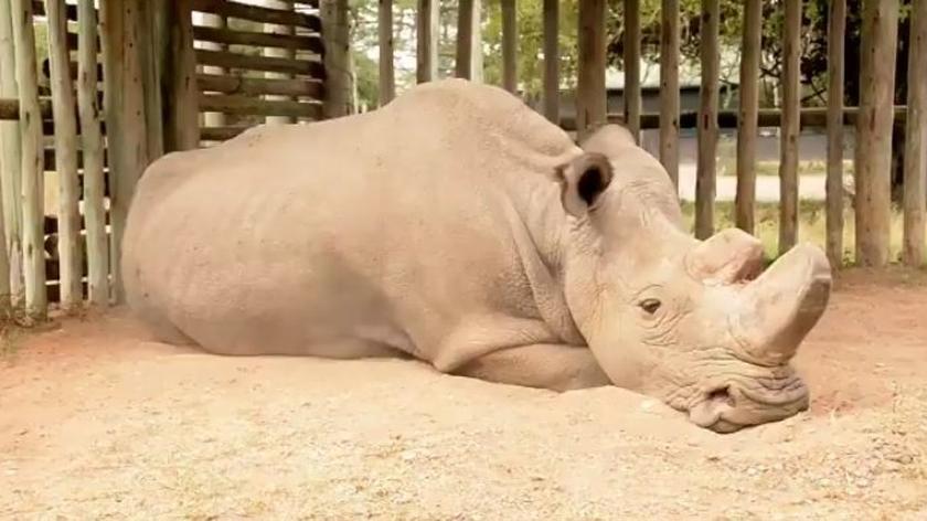 Zdechł jeden z ostatnich północnych nosorożców białych