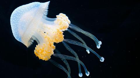 Kosmiczne meduzy nie radzą sobie z grawitacją