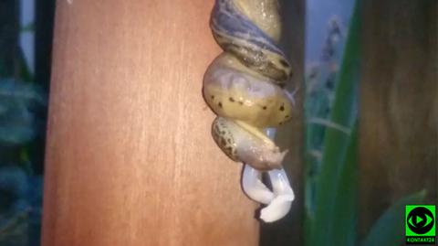 Kopulujące ślimaki