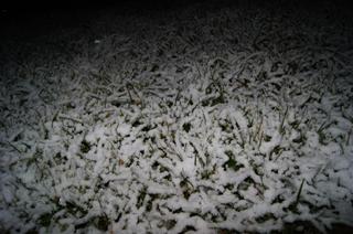 Trawnik przysypany śniegiem.