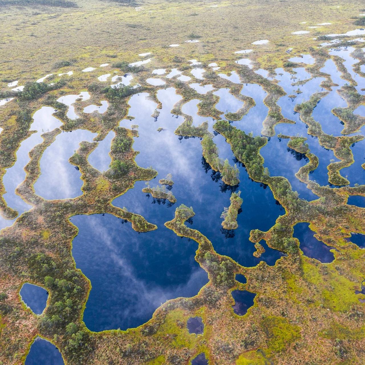 Torfowiska wynoszą do atmosfery duży ładunek węgla, którego jeszcze nikt  dobrze nie oszacował