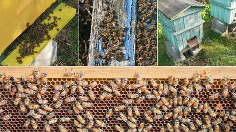Coraz mniej pszczół w Polsce (Archiwum TVN24)