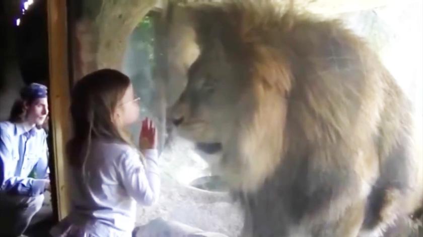 Dziewczynka próbuje pocałować lwa