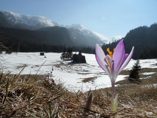 Pomimo, że w wyzszych partiach Tatr leży jeszcze sporo śniegu tegoroczna wczesna wiosna zawitała również tutaj. Na nasłonecznionej Polanie Kalatówki pojawiły się juz pierwsze krokusy.