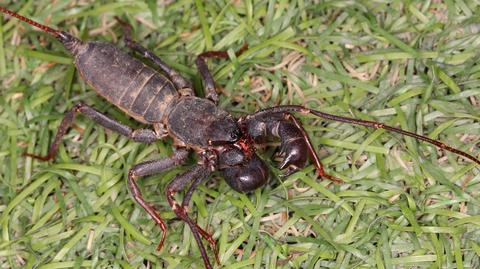 Spawęki skorpionokształtne szturmują park w Teksasie