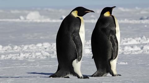 Pingwiny cesarskie zagrożone wyginięciem przez topnienie lodów na Antarktydzie