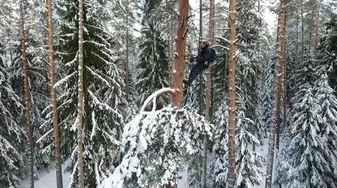 Alpiniści zbierają szyszki