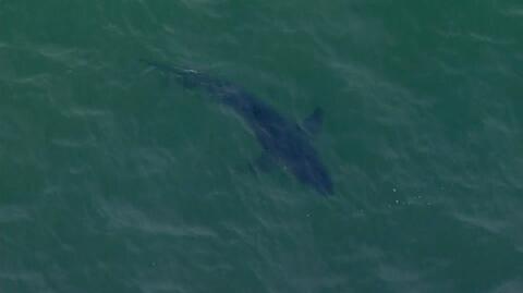 Na plaży w Kalifornii zauważono żarłacze białe