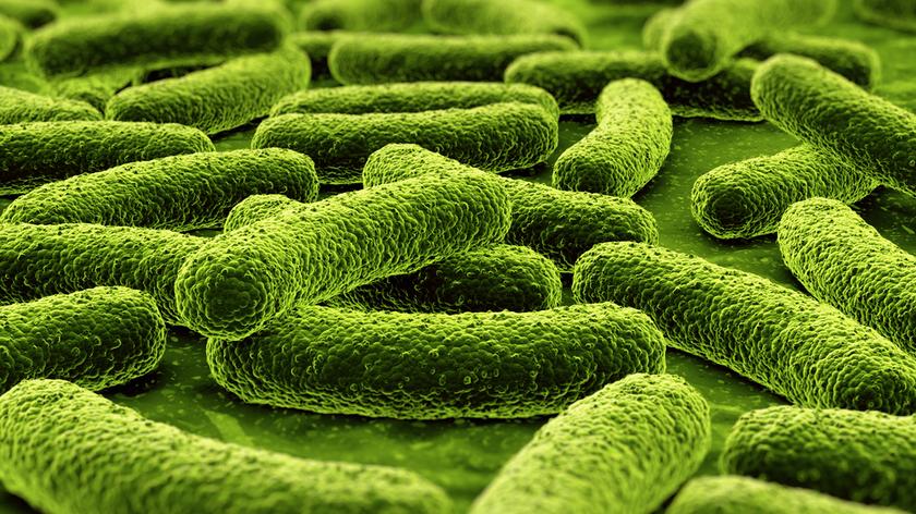 12 najgroźniejszych bakterii (materiał Faktów z Zagranicy)