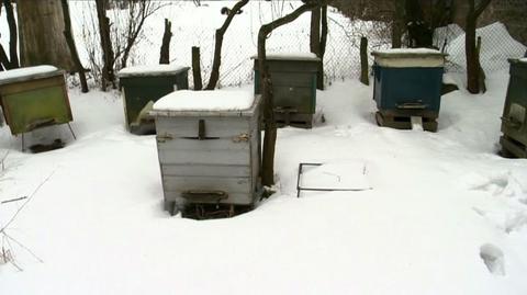 Nieustająca zima zagraża pszczołom (TVN24)