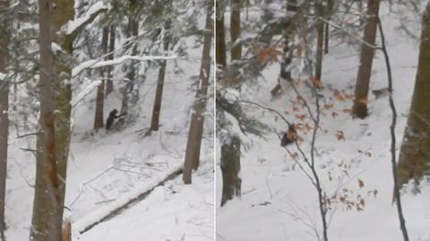 Wilki zaatakowały niedźwiedzie w Bieszczadach
