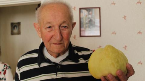 Jabłko-gigant w dolnośląskim sadzie. Waży prawie kilogram