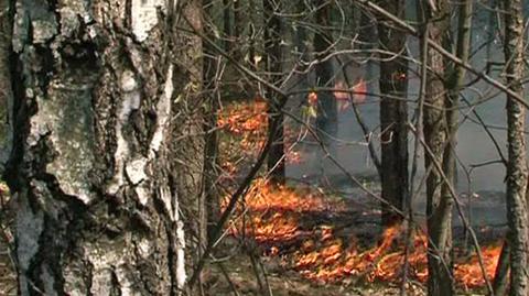 620 pożarów lasów wybuchło w kwietniu (TVN24)