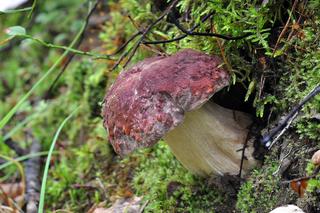 Borowik sosnowy Boletus pinophilus