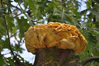 Żółciak siarkowy Laetiporus sulphureus