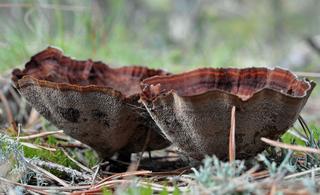 Stułka piaskowa Coltricia perennis