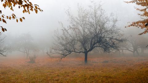 Prognoza pogody TVN Meteo na piątek, 25.11