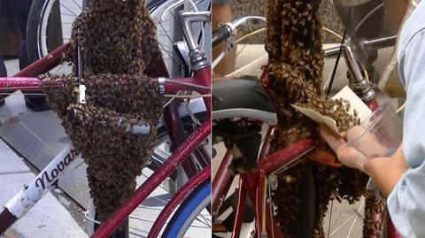 Pszczoły obsiadły rowery w Chicago