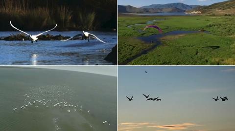 Trwa akcja "Flight of the Swans"