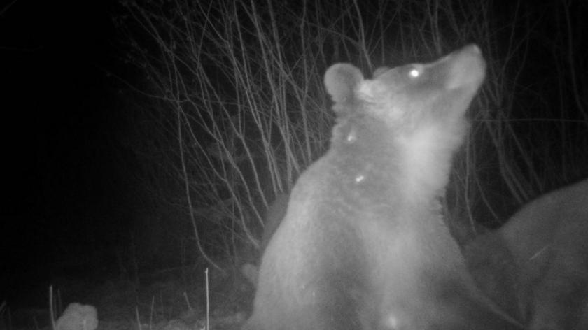 Fotopułapka zarejestrowała młode bawiące się niedźwiedzie