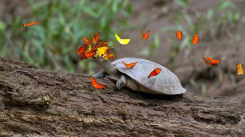 Motyle spijają żółwie łzy