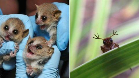 Najsłodsze zwięrzęta świata spod hashtagu #CuteOff