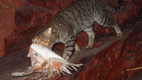 Dzikie koty w Australii zagrażają innym ssakom