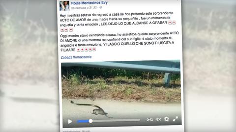 Wąż porwał małego szczura (Facebook/Rojas Montecinos Evy)