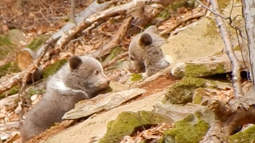 Zabawa małych niedźwiadków w lesie