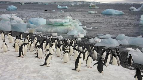 Święta na Antarktydzie. "Różnica jest tylko za oknem" (TVN24)