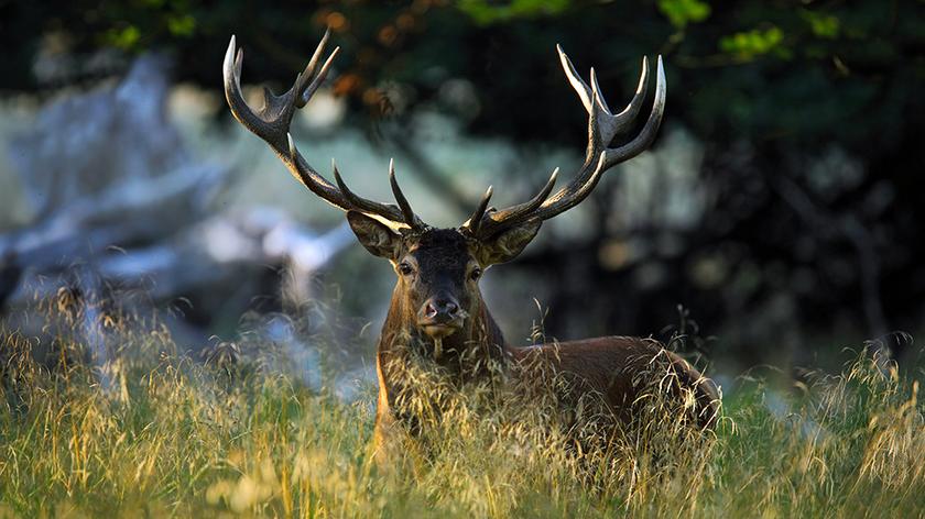 Tragiczny finał polowania w Lesie Compiegne. Jeleń zabił człowieka