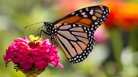Motyle Monarchy w Meksyku (APTN)