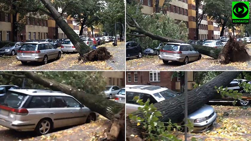 W Berlinie drzewo runęło na samochód (źródło: Facebook/Piotr M-I)