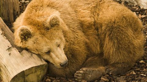 Bieszczadzkim niedźwiedziom nie spieszyło się do spania (TVN24)