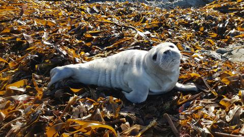 Młoda foka wyrzucona na brzeg na wyspie Jersey