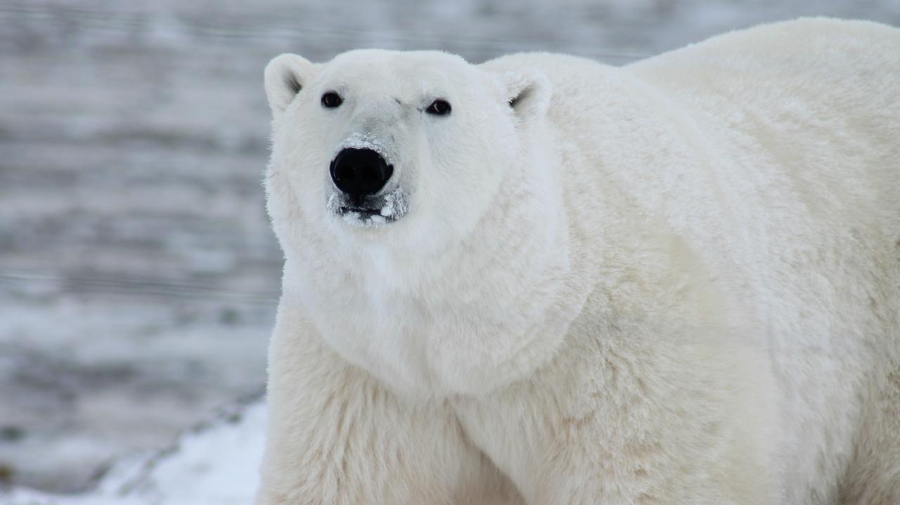 Zastrzelono niedźwiedzia polarnego