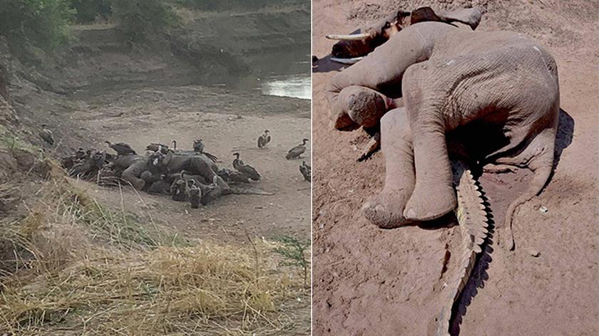Zagadkowa śmierć słonia i krokodyla w Zambii