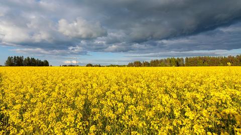 Prognoza pogody "Meteo News"