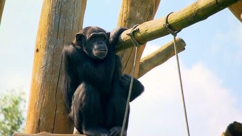 Szympansica Lucy z warszawskiego ZOO maluje obrazy (wideo z 2016 roku)