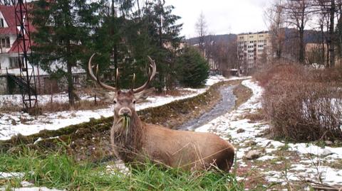 Jeleń w centrum Zakopanego