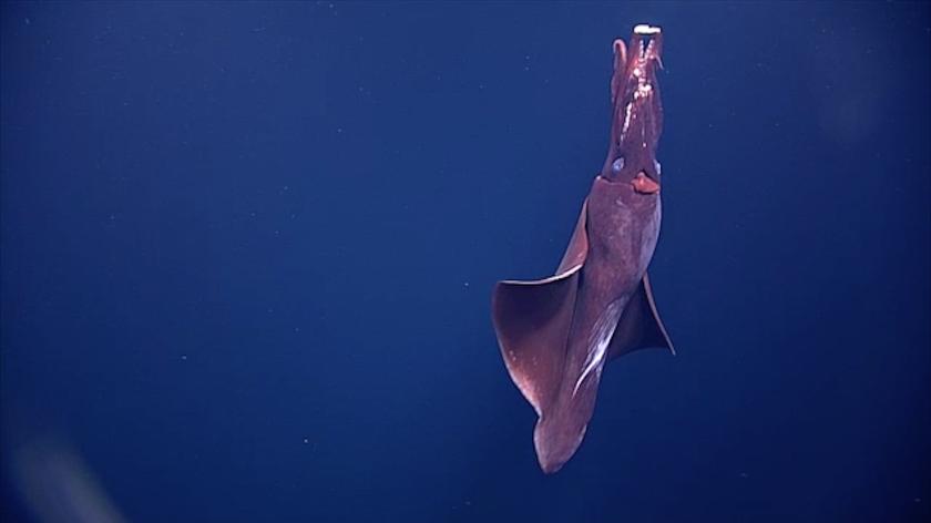 Kalamarnica mastigoteuthidae nagrana przez statek podwodny