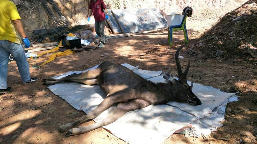 Jeleń z tajlandzkiego parku narodowego miał siedem kilogramów plastiku w żołądku