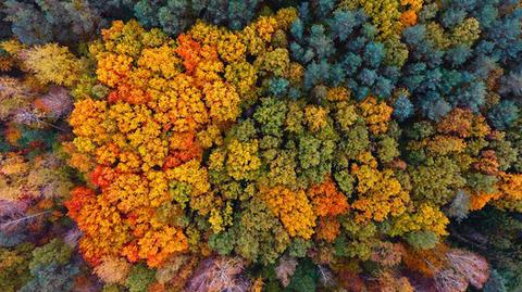 Jesienią dąbrowy urzekają swoimi kolorami